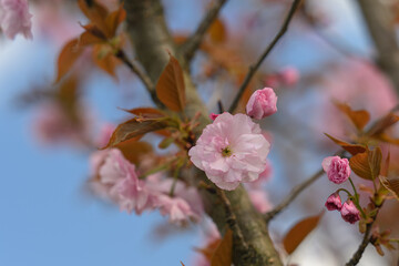 Pink cherry blossoms sakura on the tree.
