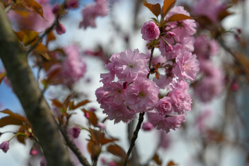 Obraz premium Pink cherry blossoms sakura on the tree. 