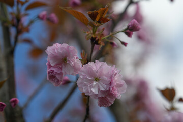 Pink cherry blossoms sakura on the tree.
