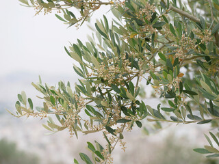 Blooming olive tree close up. A traditional Greek plant. Concept of nature, organic, cooking, olive oil production and cosmetology