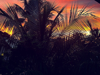 texture, son , beach life, palm , beach , relax, colors