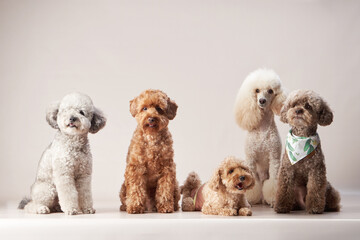 five poodles of different colors sit side by side, creating a visually balanced and elegant...