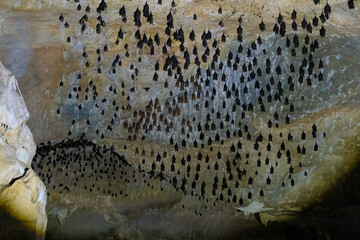 Thousands of bats of different species in the Gua Kelawar Cave (bat cave) in the heart of Kilim mangrove swamps, Langkawi, Kedah, Malaysia