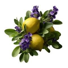 Bright lemon with fresh purslane and sage leaves – culinary herb and citrus PNG isolated on transparent background