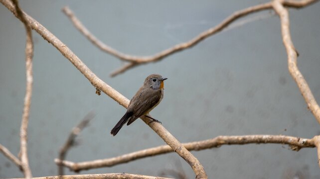 Ficedula parva on bare branches