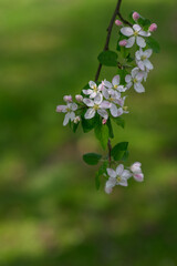 Beautiful white apple blossoms on the tree.