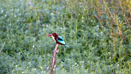 Halcyon smyrnensis perched amidst lush greenery