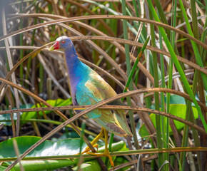 Closeup of a purple gallinule (Prophyrio Martinicus), Birdwatching in the Everglades National Park, Florida, USA