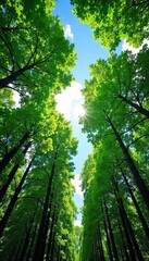 Obraz premium Majestic canopy of lush green forest trees reaching towards a vibrant blue sky, sunlight filtering through leaves Perfect for nature, environment, and travel themes , travel, woodland, high