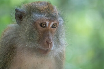 Small crab-eating macaque or long tailed macaque (Macaca fascicularis), Langkawi UNESCO Global Geopark, Langkawi, Kedah, Malaysia