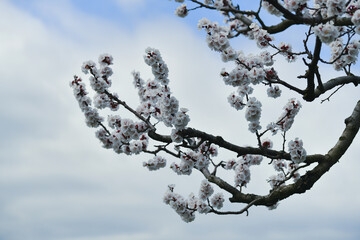 Spring-time Blossoms