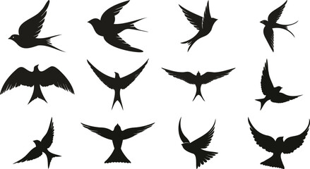 Swallow bird silhouettes in flight