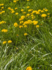 Fototapeta premium Landscape of South Park in city of Sofia, Bulgaria