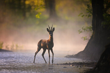 Sarna europejska (Capreolus capreolus) roe deer © Bartosz Rakoczy