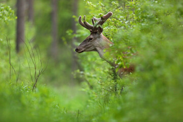 Jeleń, deer, jeleń szlachetny (Cervus) © Bartosz Rakoczy