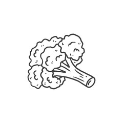 hand drawn Broccoli. Sketch vegetable isolated on white background. Doodle style. Vector