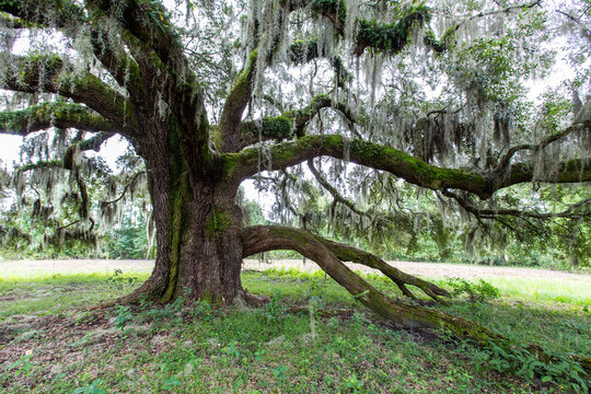 Live oak tree growing in a field in South Carolina 