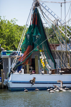 Fishing boats surrounded by pelicans  
