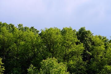 sky above the forest