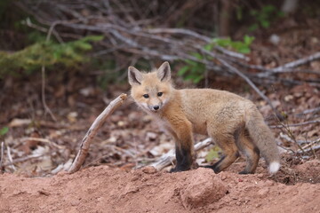 Red fox kit 