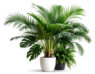 Obraz premium Tropical plant arrangement