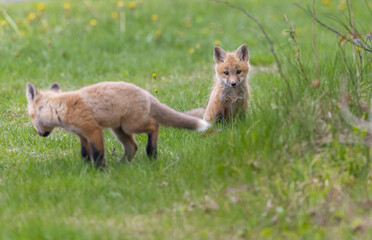 Red fox kit 