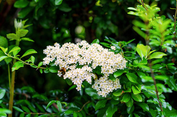 Flowering shrub with delicate white blossoms among vibrant green leaves in a garden setting during...