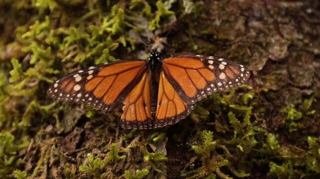 Mariposa monarca El Rosario, Michoac&aacute;n 2024
