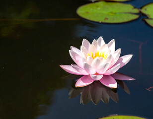 Serene water lily in full bloom on a pond. Reflective surface, peace and tranquility. Ideal for wellness, spa, mindfulness and nature themes.