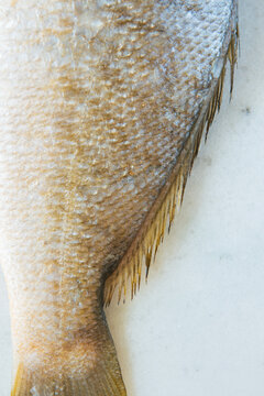Closeup image of a raw fish to show the scales 
