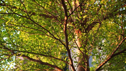 Sunlight Filtering Through Lush Green Tree Branches