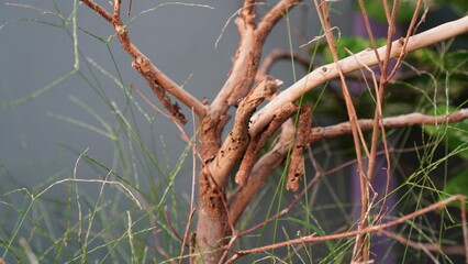 Close-up of weathered tree branches with delicate green grass against grey backdrop.