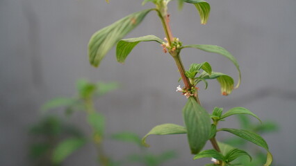 Close-up of a Plant Stem with Delicate Leaves and Tiny White Flowers
