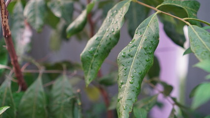 Dew-Kissed Leaves: Close-up of Lush Green Foliage with Water Droplets