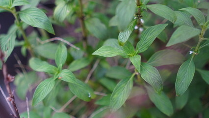 Lush Green Foliage Close Up: Veined Leaves and Stems