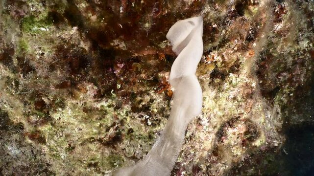 nudybranch eggs attached to a stone underwater