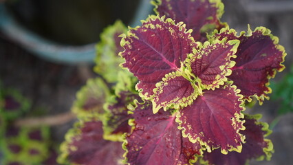 Close-up View of Vibrant Purple-Yellow Leaf Details