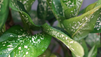 Dieffenbachia plant with striking white spots on vibrant green leaves, close-up view.