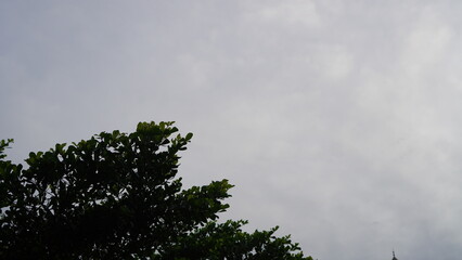 Overcast Sky with Dark Green Tree Branches and a Glimpse of a Distant Spire