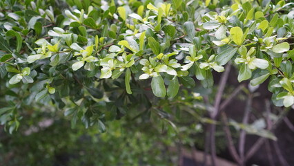 Lush Green Foliage with Varying Shades and Soft Focus Background