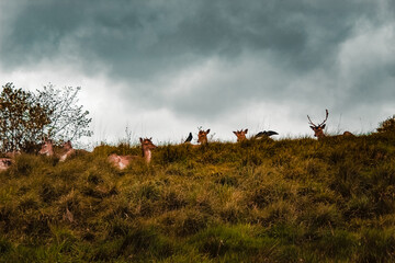 deers sleeping on hill top