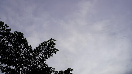 Silhouetted Tree Branches Against a Cloudy Sky