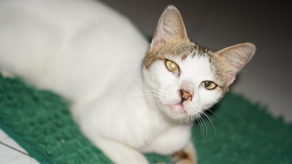 Close-up of a Sad, White and Tabby Cat with Drool