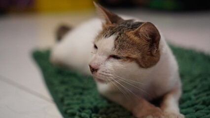Calico Cat Resting on Green Mat, Close Up