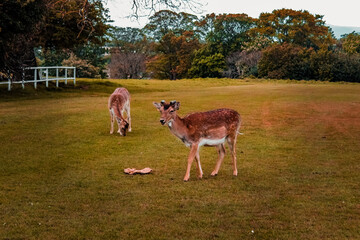 deers standing in field close up