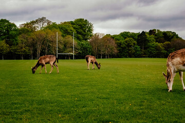 deer gazing in irish field