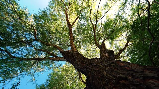 Big tree with wide branches, camera spin motion