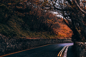 street surrounded by forest in ireland 