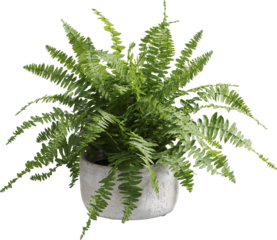 Perspective view of potted houseplant - boston fern	