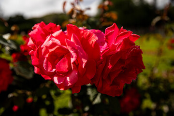 red rose buds on blurred background, macro